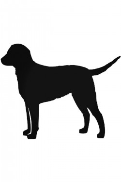 Great Swiss Mountain Dog Sticker Araba Oto Arma Duvar Çıkartma 20 Cm